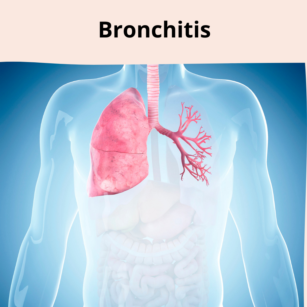 respiratory system bronchial tubes